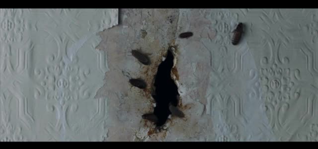 Amelia Discovers Cockroaches